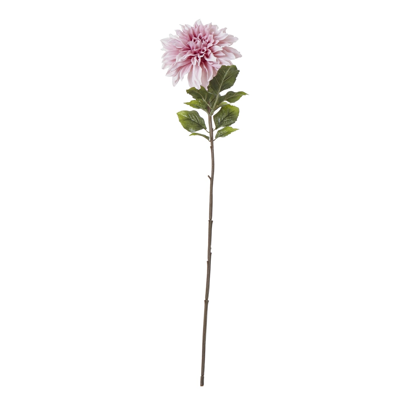 Pink Dahlia Stem