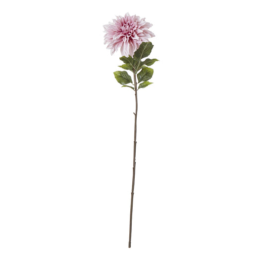 Pink Dahlia Stem