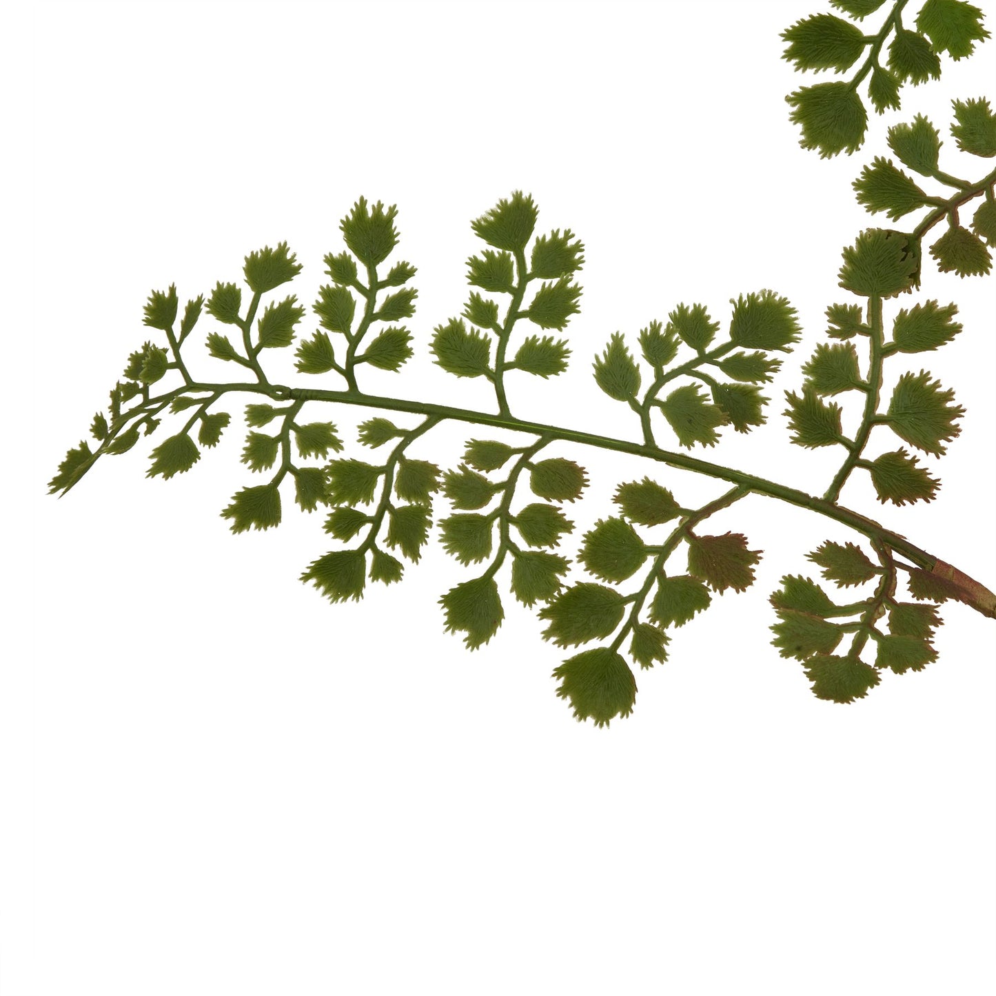 Maidenhair Fern Stem