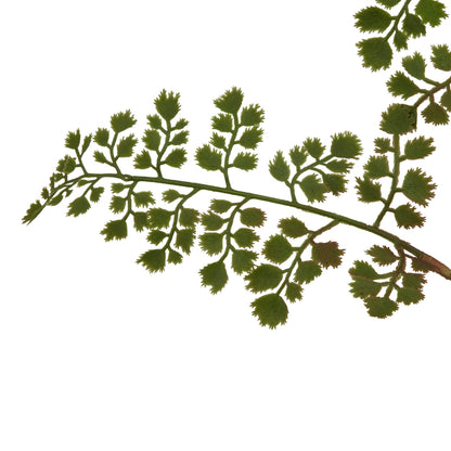 Maidenhair Fern Stem