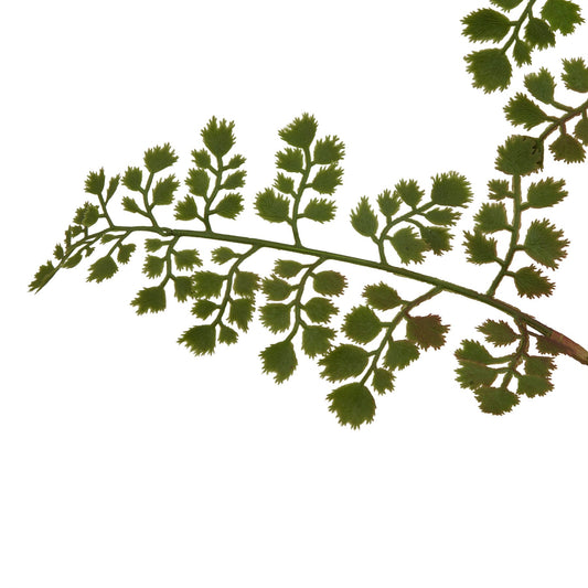 Maidenhair Fern Stem