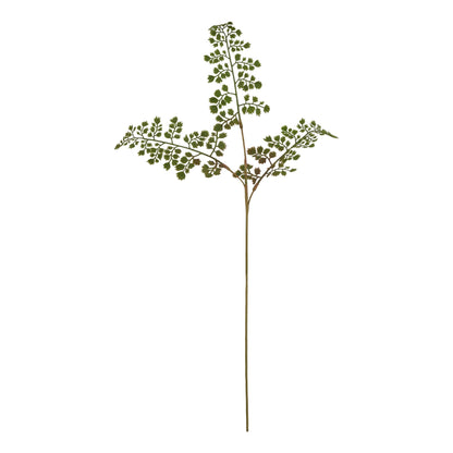 Maidenhair Fern Stem