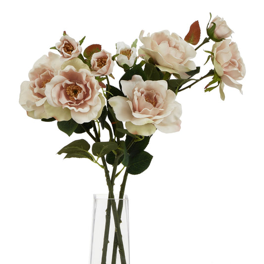 Palest Blush Tea Rose