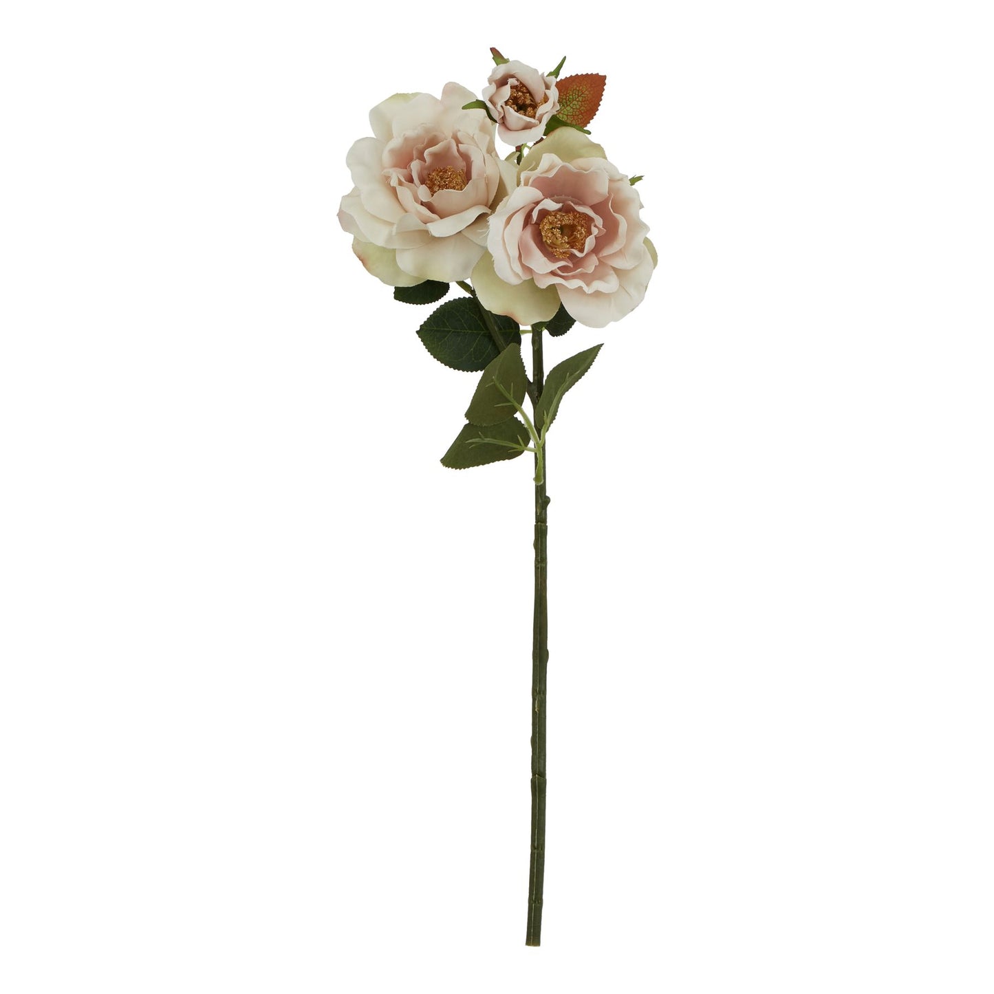 Palest Blush Tea Rose