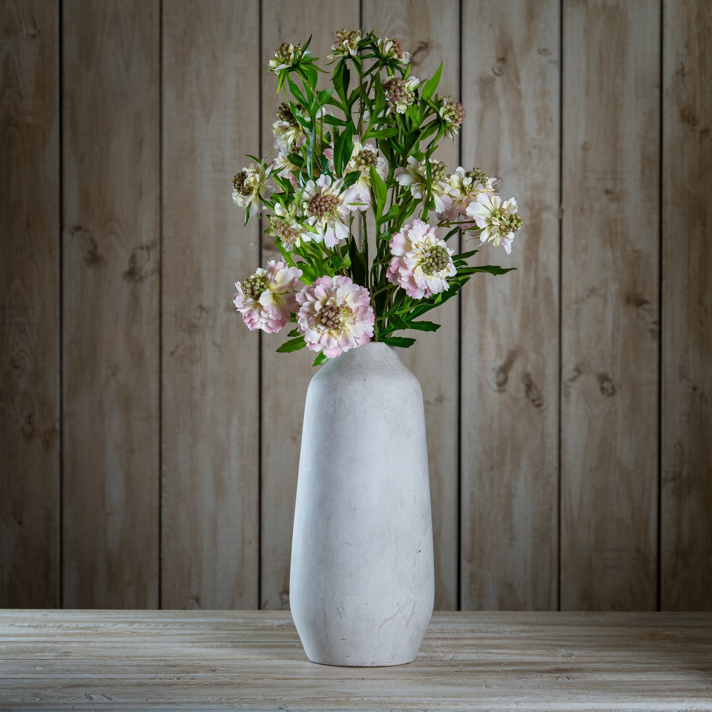 Pale Pink Scabious Stem
