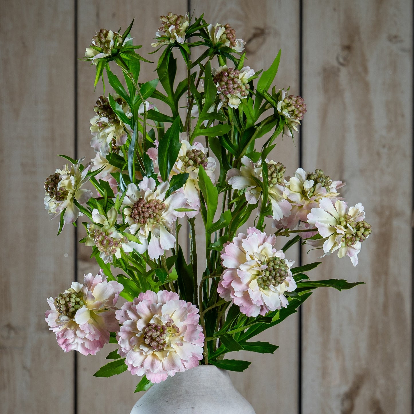 Pale Pink Scabious Stem