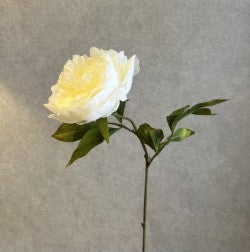 Peony Cream