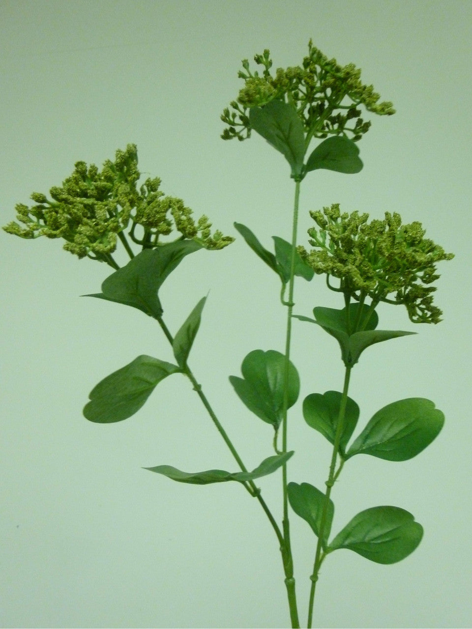 Achillia stem CB