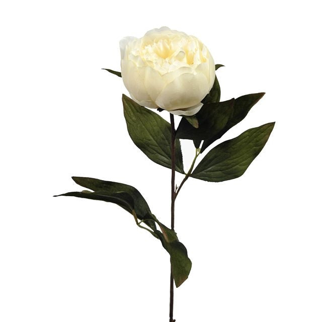 Peony Cream