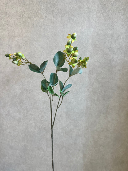 HYPERICUM GREEN CB