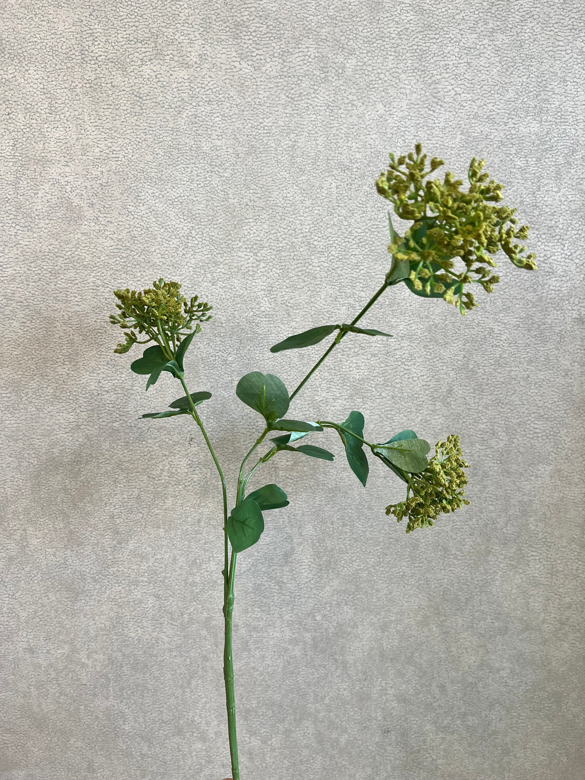 Achilliea stem CB