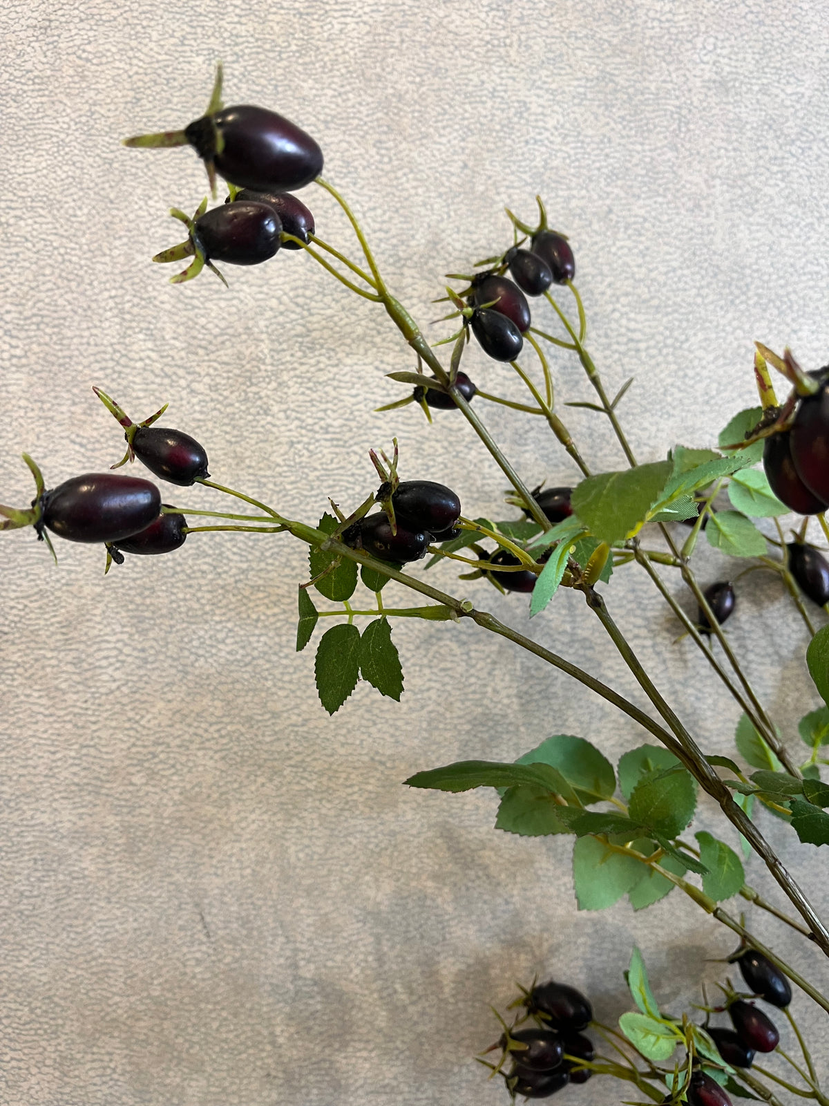STEM ROSE HIP DARK CB