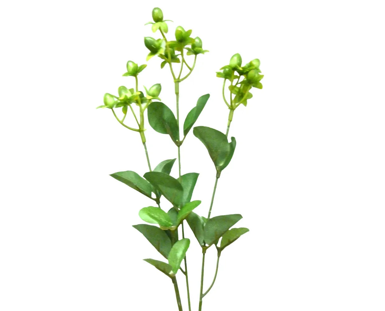 HYPERICUM GREEN CB